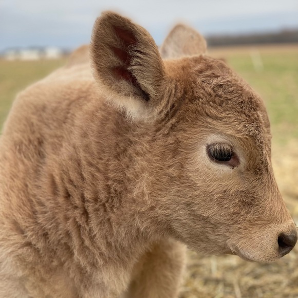 Meet your Posher, Caroline - Picture 6 of 6